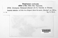 Uromyces hedysari-obscuri image